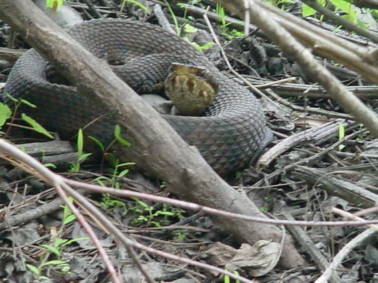 Coiled 1.jpg [320 Kb]